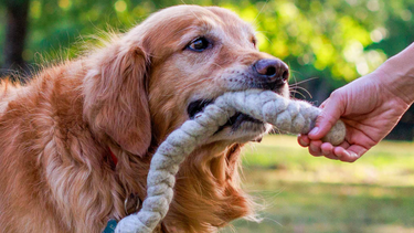 Why Wool Dog Toys Are a Healthier, More Sustainable Choice for Your Pup