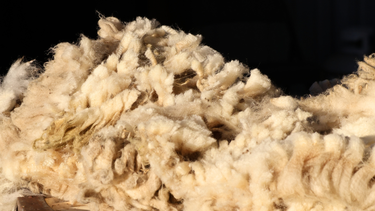 Is Wool More Expensive Than Synthetic Fibers? Looking Beyond the Price Tag