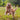 Golden retriever jumping to catch a wool dog toy