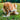 Golden retriever chewing on a wool dog toy in the grass