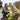 Sonoma Wool Company founder Amy Chesnut with livestock guardian dog showcasing authentic farm-to-fiber connection at historic Pozzi Ranch sustainable wool operation
