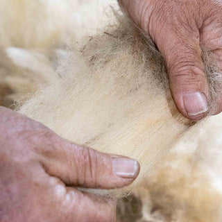 Close-up of hands handling raw wool fiber, showing the natural texture and quality of unprocessed wool being carefully examined by experienced fingers 