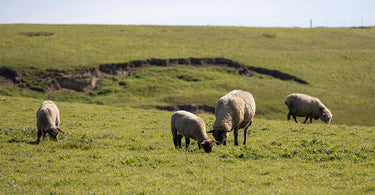 Sheep grazing on a verdant hillside pasture. Several woolly sheep with dark faces and legs browse on green grass. The scene embodies the natural first step of sustainable wool production from ranch to home.