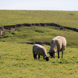 Sheep grazing on a verdant hillside pasture. Several woolly sheep with dark faces and legs browse on green grass. The scene embodies the natural first step of sustainable wool production from ranch to home.