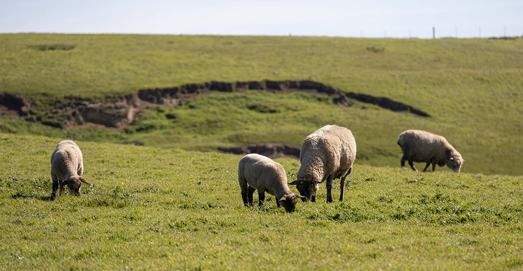 Four sheep grazing on lush green grass in an expansive field under a bright blue sky. 