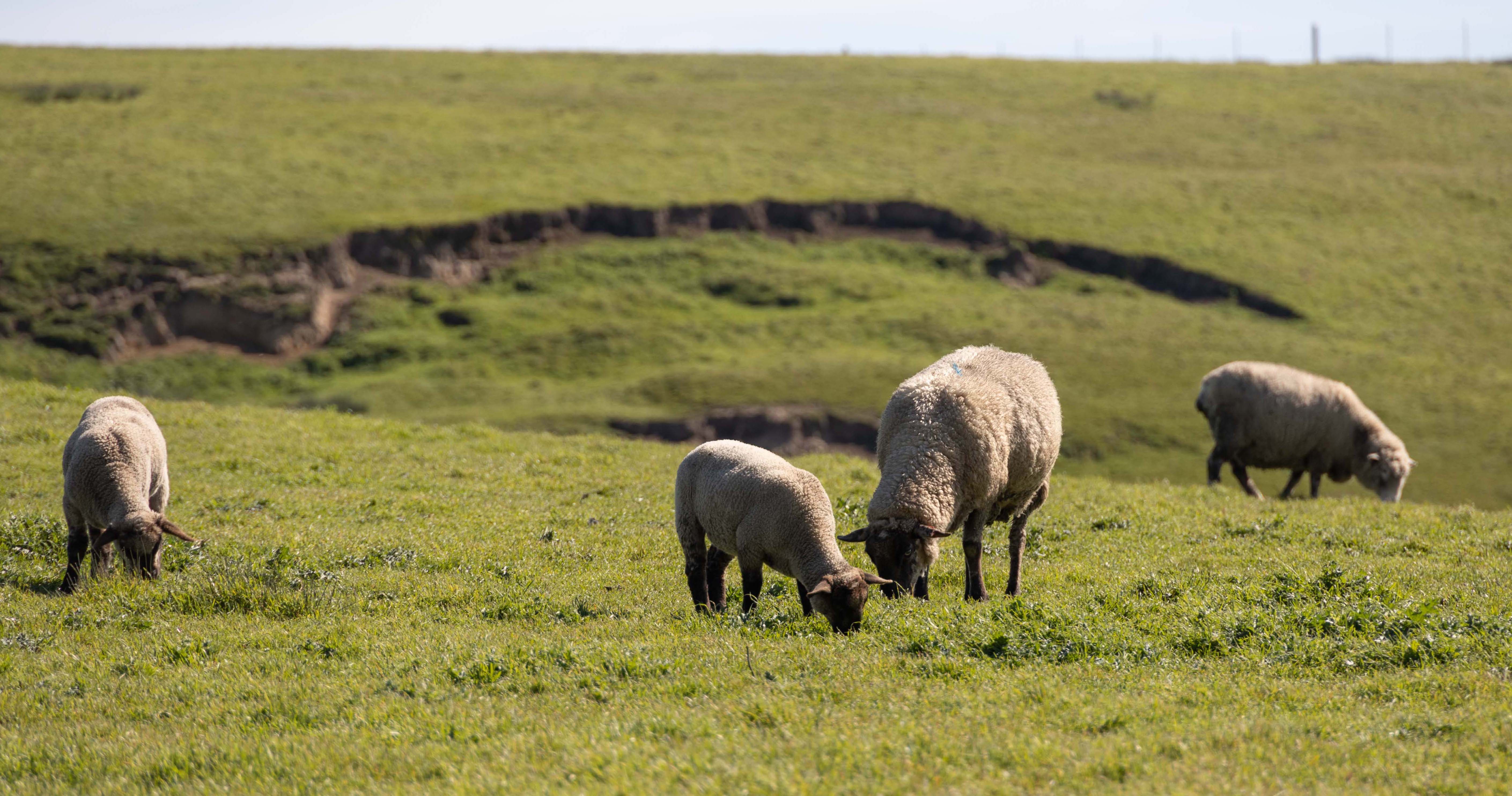 American Wool for Practical Living: Our Commitment to USA Wool and Sus ...