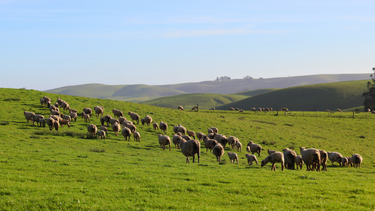 Why Choosing Locally Sourced Wool Matters