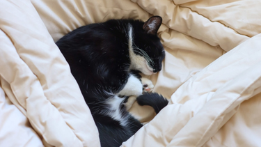 A cat sleeping peacefully encased in Sonoma Wool Company's sustainable blankets