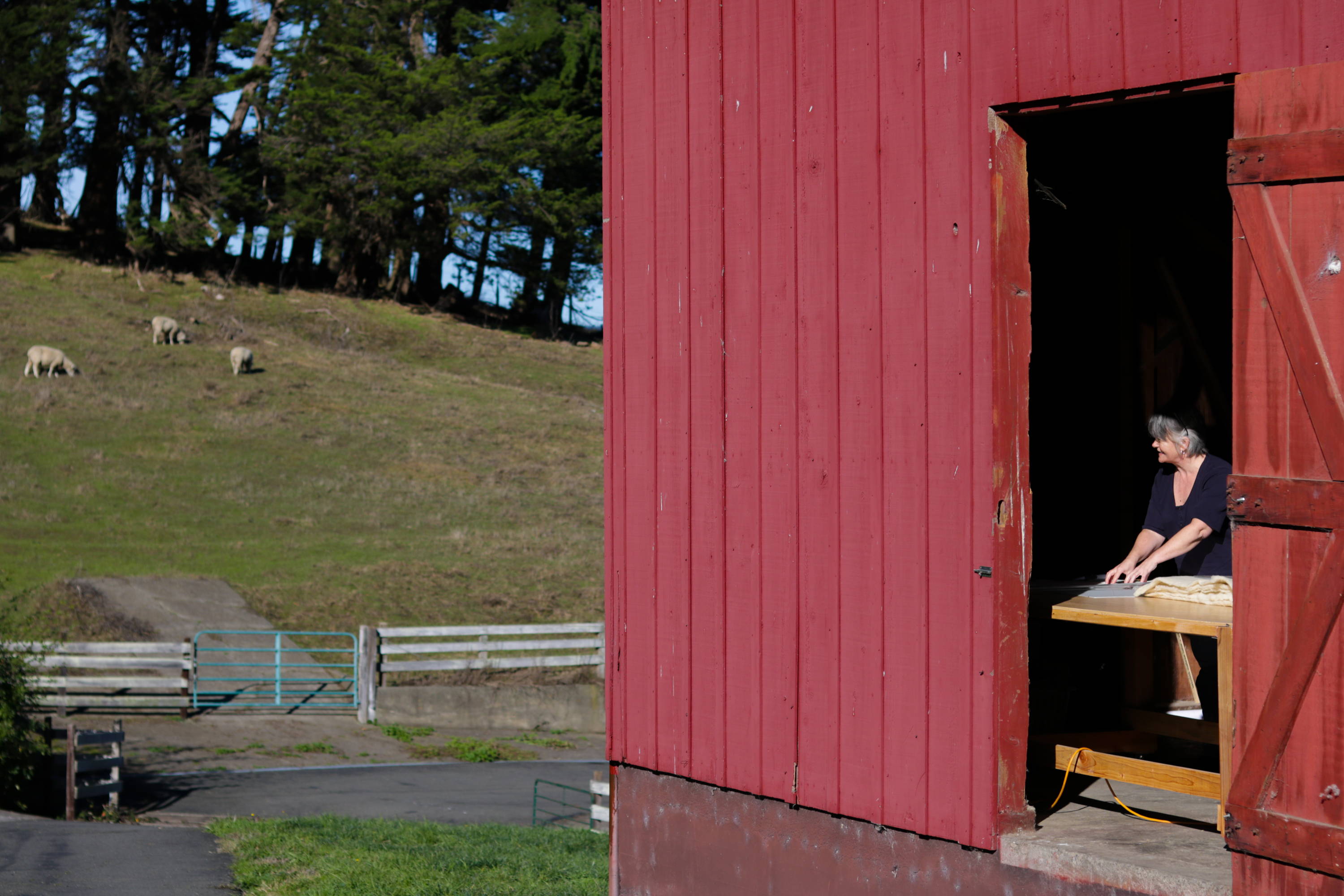 Sustainable wool processing at Sonoma Wool Company's barn, showing artisanal wool preparation with grazing sheep in background, highlighting natural farm-to-home production process