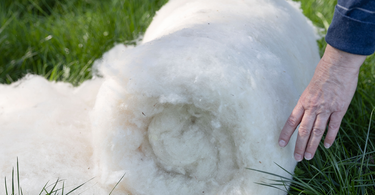 A bundle of raw wool is rolled up to be processed into wool items such as blankets, bedding, dryer balls, and more. 
