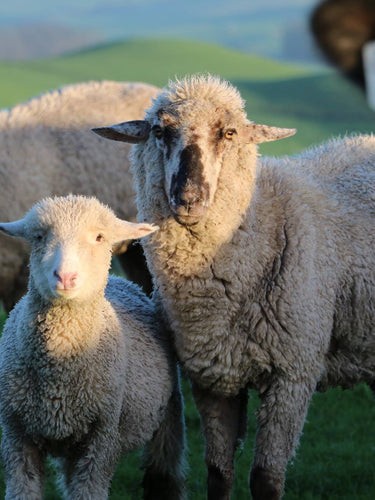 A mama and baby sheep looking at the camera on a green field.