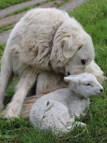 One of Sonoma Wool Company's guard dogs protecting a lamb.