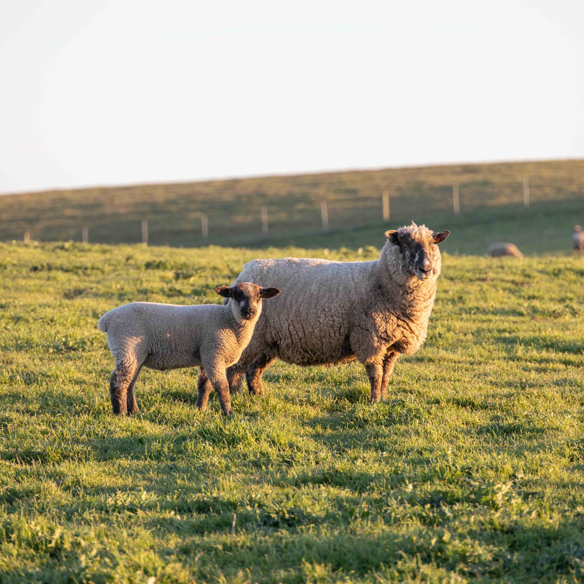 FAQs | Wool Natural | Sonoma Wool Company