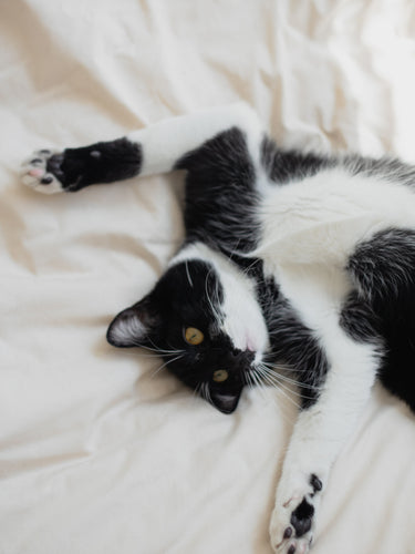 Kitten sprawled out on a Sonoma Wool Company's Wool Comforter and Wool Bedding Collection.