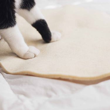 Close up of cat paws on a cat mat